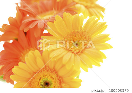 夏の太陽のような明るくカラフルな黄色とオレンジ色のガーベラの花 100903379