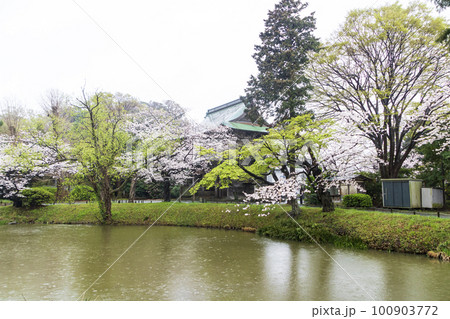 桜のある風景(神奈川県・横浜市・金沢区・称名寺) 桜のある風景(神奈川県・横浜市・金沢区・称名寺) 100903772
