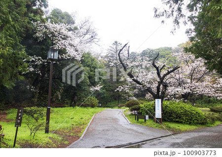 桜のある風景(神奈川県・横浜市・金沢区・称名寺) 桜のある風景(神奈川県・横浜市・金沢区・称名寺) 100903773