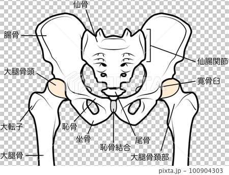 pelvis and hip joint 100904303