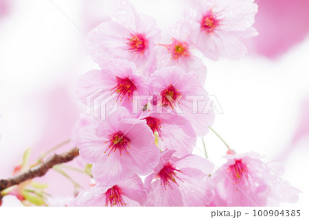 雨上がり、春の訪れを告げる河津桜 雨上がり、春の訪れを告げる河津桜 100904385