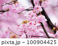 雨上がり、春の訪れを告げる河津桜 100904425