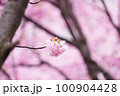 雨上がり、春の訪れを告げる河津桜 100904428