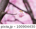 雨上がり、春の訪れを告げる河津桜 100904430