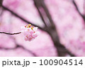 雨上がり、春の訪れを告げる河津桜 100904514