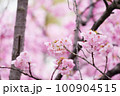 雨上がり、春の訪れを告げる河津桜 100904515