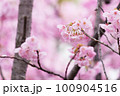 雨上がり、春の訪れを告げる河津桜 100904516