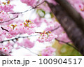雨上がり、春の訪れを告げる河津桜 100904517