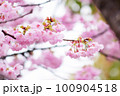 雨上がり、春の訪れを告げる河津桜 100904518