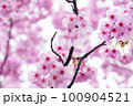 雨上がり、春の訪れを告げる河津桜 100904521