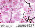 雨上がり、春の訪れを告げる河津桜 100904527