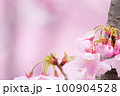 雨上がり、春の訪れを告げる河津桜 100904528