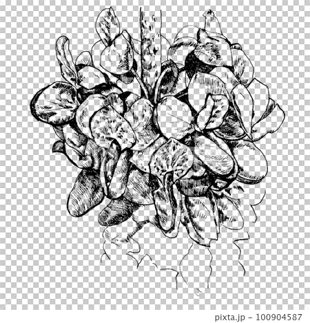 用筆劃的紫荊花(4月6日生花) 用筆劃的紫荊花(4月6日生花) 100904587