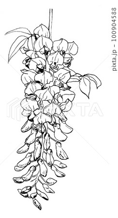 ペンで描いた藤の花(誕生花4月5日) ペンで描いた藤の花(誕生花4月5日) 100904588
