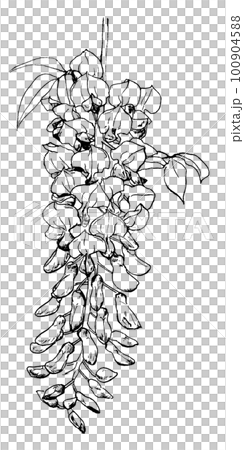 用筆劃的紫藤花(4月5日生花) 用筆劃的紫藤花(4月5日生花) 100904588