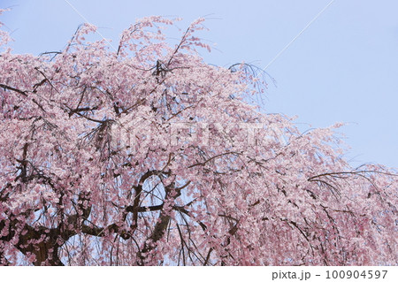 長野県飯田市 麻績の里 舞台桜【青空バック】 100904597