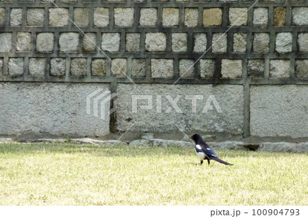 カササギのいる風景 100904793