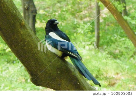 木の上で横を向くカササギと風景 100905002