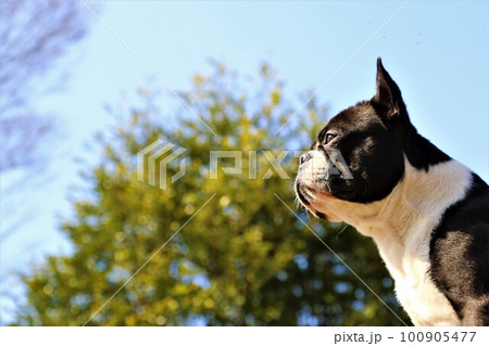 青空の下で青葉を背景に気持ち良さそうに見つめるボストンテリア♡マイティの横顔 青空の下で青葉を背景に気持ち良さそうに見つめるボストンテリア♡マイティの横顔 100905477