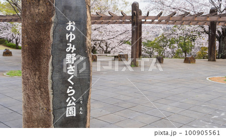 【千葉県千葉市】おゆみ野さくら公園と桜 【千葉県千葉市】おゆみ野さくら公園と桜 100905561