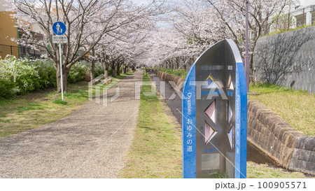 【千葉県千葉市】おゆみ野四季の道・おゆみ野の道(有吉公園付近)と桜並木 【千葉県千葉市】おゆみ野四季の道・おゆみ野の道(有吉公園付近)と桜並木 100905571