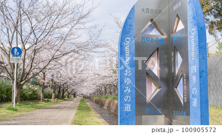 【千葉県千葉市】おゆみ野四季の道・おゆみ野の道(有吉公園付近)と桜並木 【千葉県千葉市】おゆみ野四季の道・おゆみ野の道(有吉公園付近)と桜並木 100905572