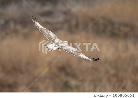 冬、河川敷で採餌するケアシノスリ幼鳥02 冬、河川敷で採餌するケアシノスリ幼鳥02 100905651