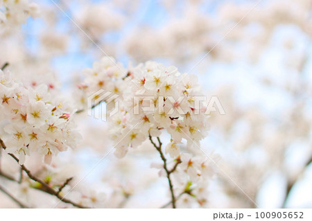 使いやすい桜の写真 シンプル 枝付 ソメイヨシノ 使いやすい桜の写真 シンプル 枝付 ソメイヨシノ 100905652