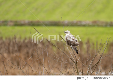冬、枝止まりのケアシノスリ幼鳥 100905657