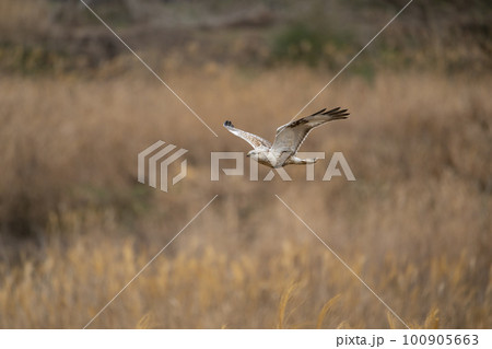 冬、日本海側で越冬するケアシノスリ幼鳥04 冬、日本海側で越冬するケアシノスリ幼鳥04 100905663