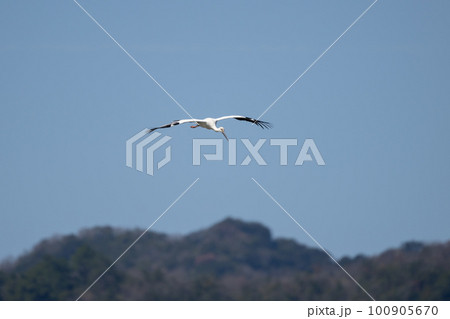 春先、青空バックに飛翔するコウノトリ 春先、青空バックに飛翔するコウノトリ 100905670