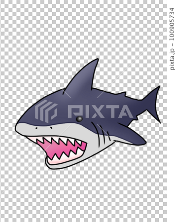 Illustration of a shark seen from the front Illustration of a shark seen from the front 100905734