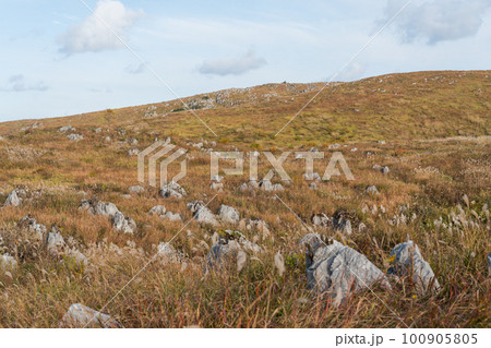秋吉台の秋 100905805