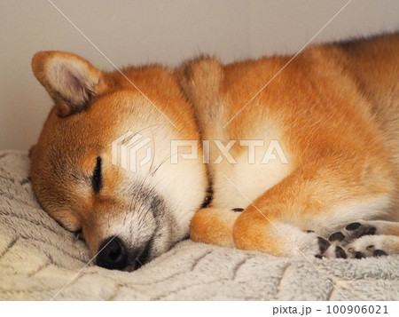昼寝をする柴犬 100906021