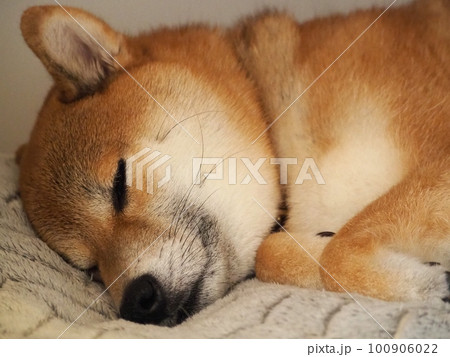 昼寝をする柴犬 100906022