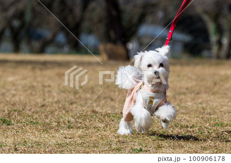 ドッグランで遊ぶ犬 100906178