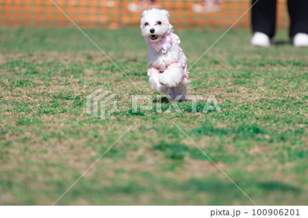 ドッグランで遊ぶ犬 100906201