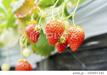 赤く実ったイチゴの果実　ハウスの苺　いちご狩り　宮城県山元町 100907382