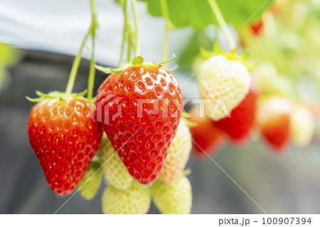 赤く実ったイチゴの果実　ハウスの苺　いちご狩り　宮城県山元町 100907394