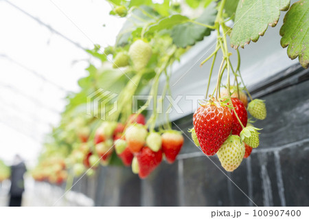 赤く実ったイチゴの果実　ハウスの苺　いちご狩り　宮城県山元町 100907400