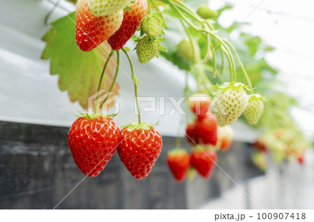 赤く実ったイチゴの果実 ハウスの苺 いちご狩り 宮城県山元町 赤く実ったイチゴの果実 ハウスの苺 いちご狩り 宮城県山元町 100907418