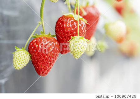 赤く実ったイチゴの果実　ハウスの苺　いちご狩り　宮城県山元町 100907429