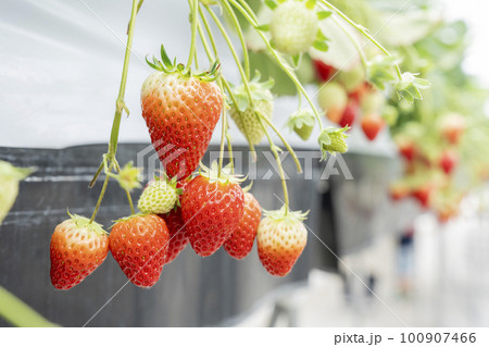 赤く実ったイチゴの果実 ハウスの苺 いちご狩り 宮城県山元町 赤く実ったイチゴの果実 ハウスの苺 いちご狩り 宮城県山元町 100907466