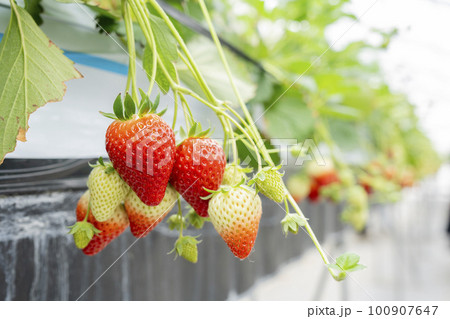赤く実ったイチゴの果実　ハウスの苺　いちご狩り　宮城県山元町 100907647