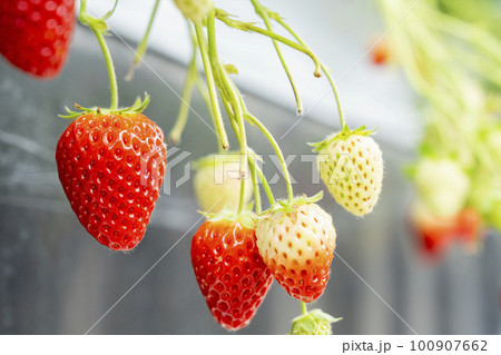 赤く実ったイチゴの果実　ハウスの苺　いちご狩り　宮城県山元町 100907662