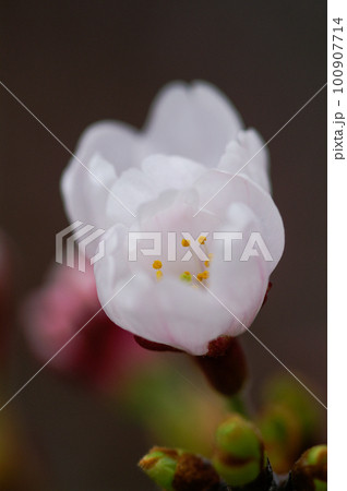 桜 染井吉野(そめいよしの) 100907714