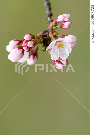 桜 染井吉野(そめいよしの) 100907722