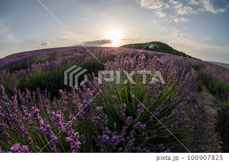 Close up Lavender flower blooming scented fields in endless rows on sunset. Selective focus on Bushes of Lavandula angustifolia purple aromatic flowers at lavender fields. Lavandula officinalis 100907825