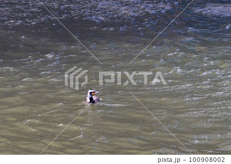 水面に浮かぶ一羽のカワウ 100908002