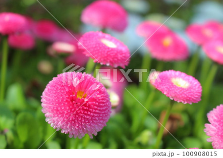 デイジー ストロベリー&クリーム 100908015